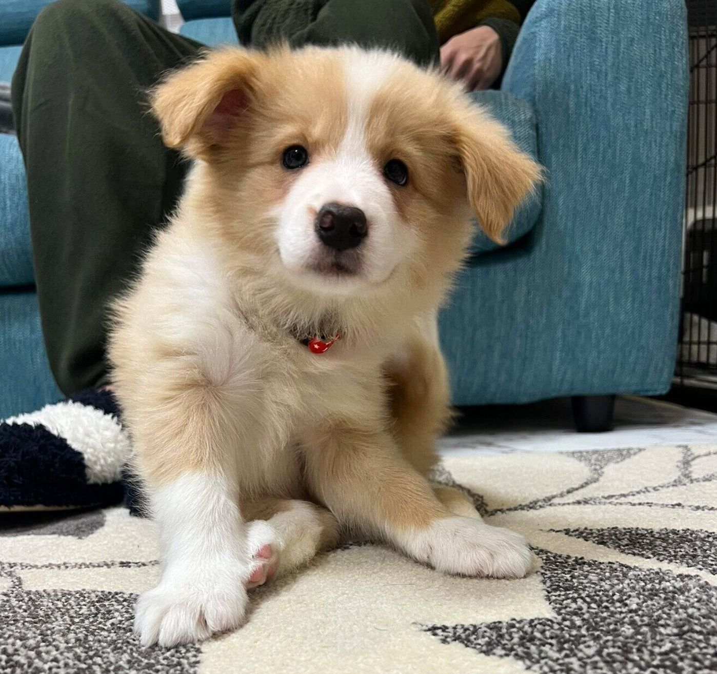 ボーダーコリー子犬、迎える前に知るべき決定的理由と最新飼育データ