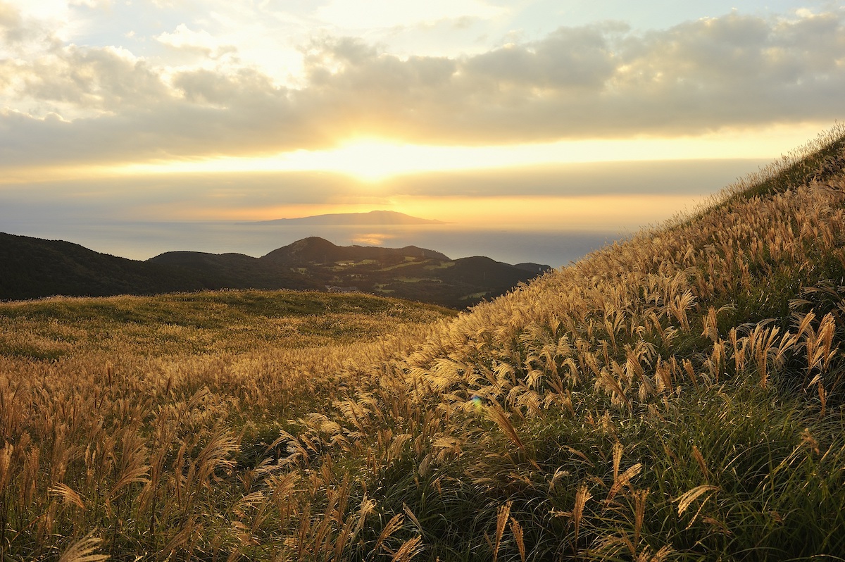 稲取細野高原の黄金ススキ絶景！見頃時期と混雑回避ルートを徹底検証