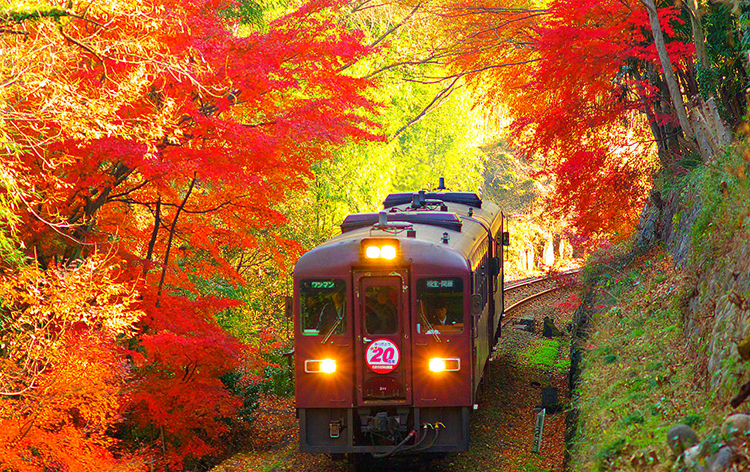 トロッコ列車で巡る渓谷美！渡良瀬川が染まる紅葉絶景ルート解説