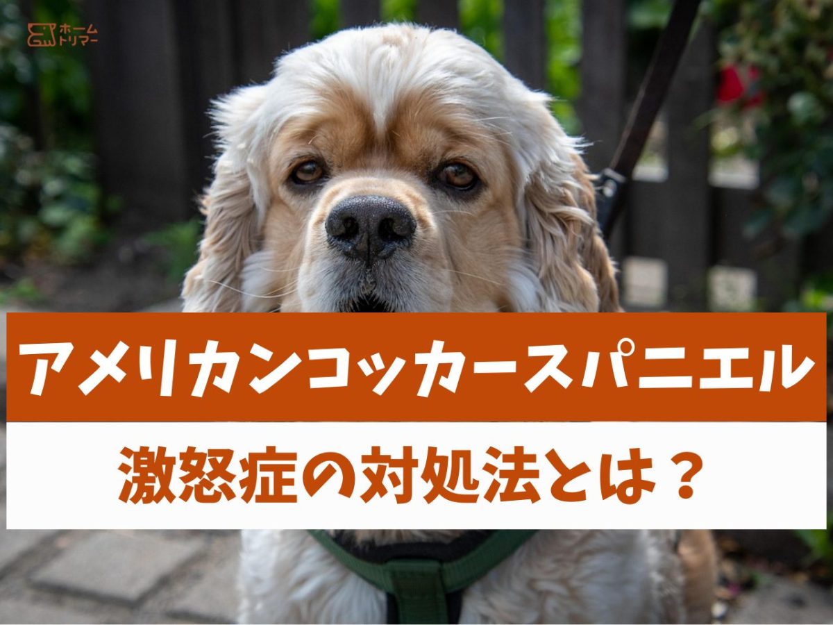 コッカー激怒症の真実｜突然噛む原因と最新治療法・しつけとの違い