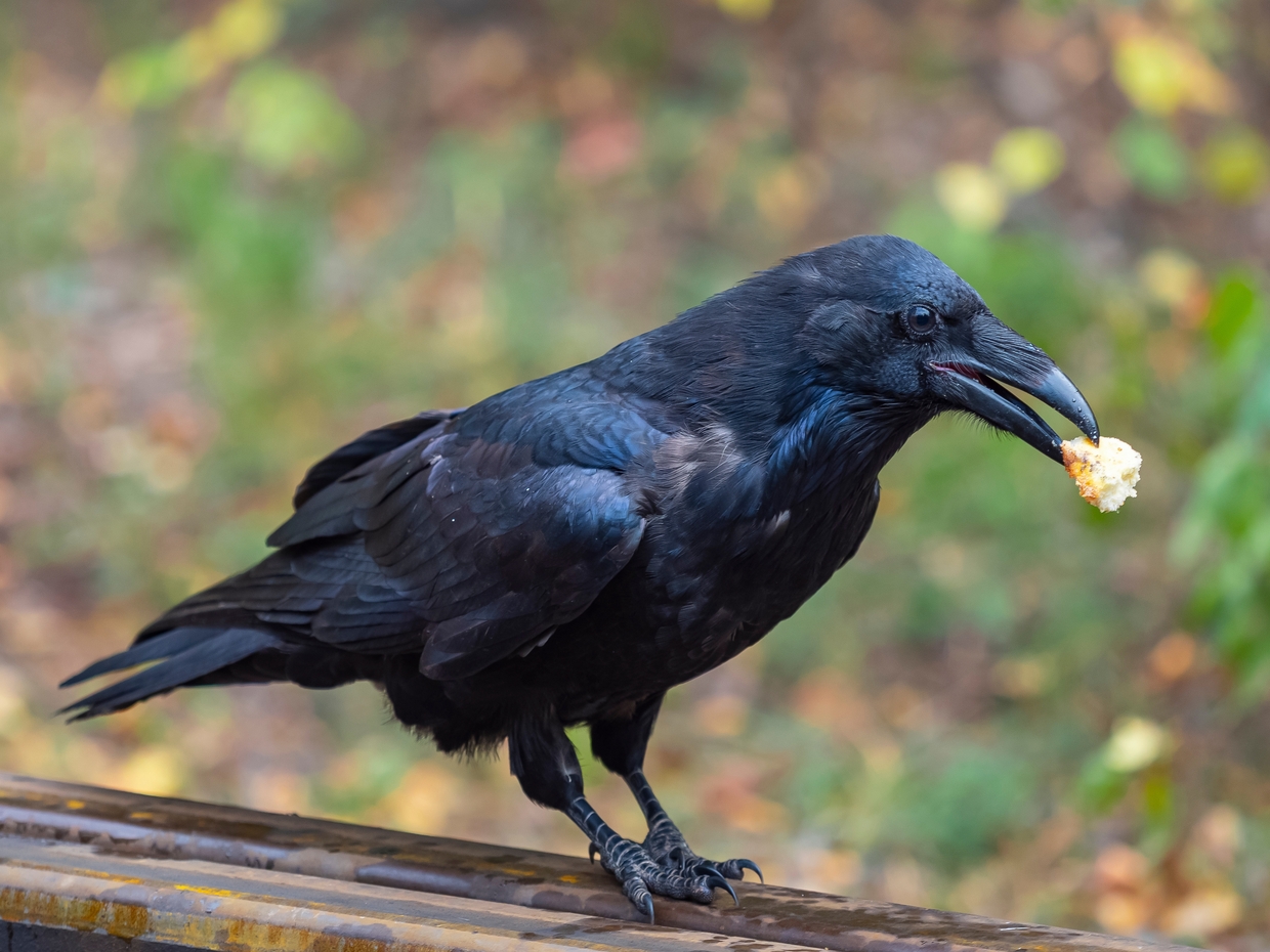 カラスの餌は何が最適？最新データと専門家が明かす衝撃の真実