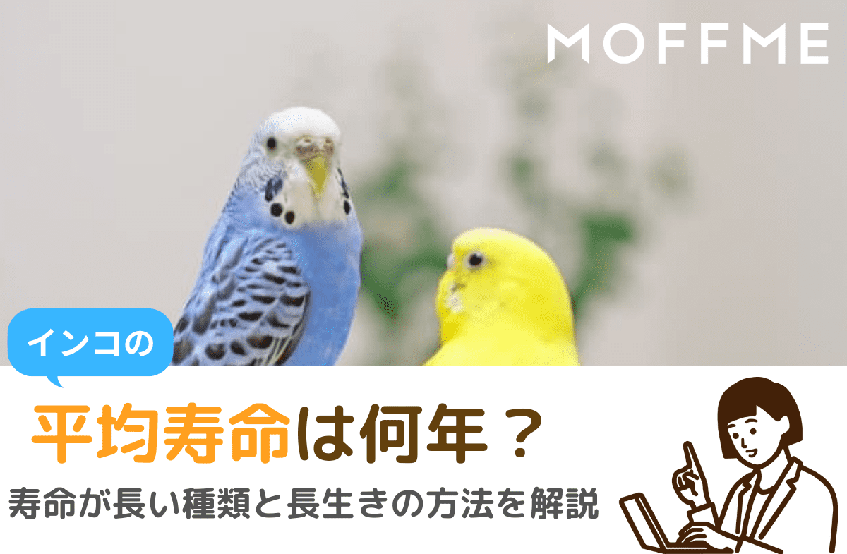 セキセイインコの寿命は何年？20年生きる秘訣と突然死を防ぐ最新ケア