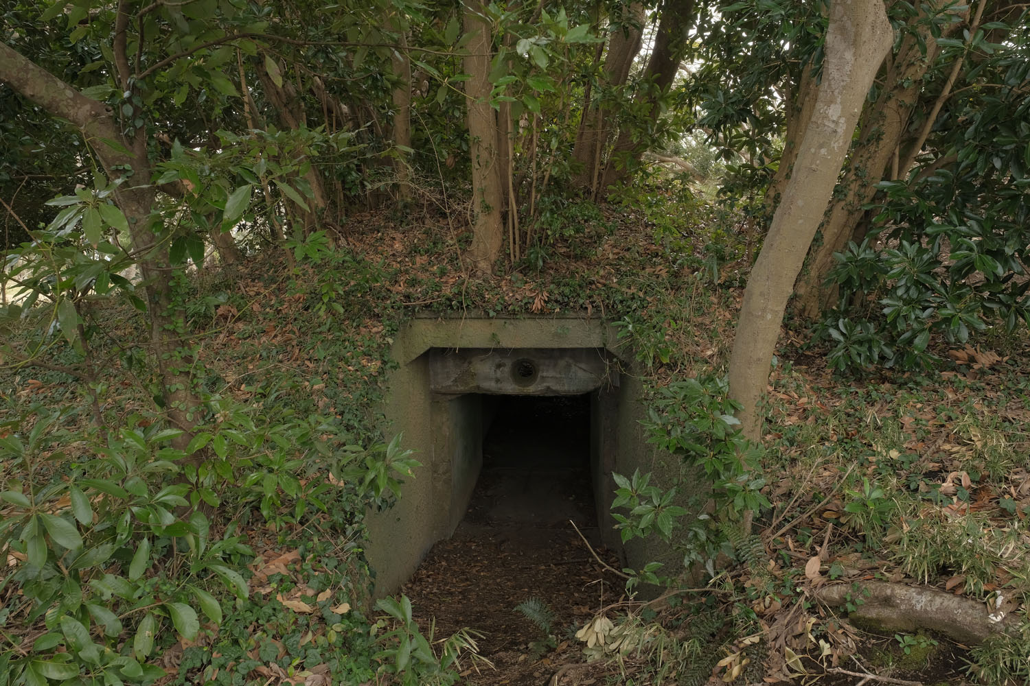 大房岬要塞跡地の歴史と遺構の全貌｜地下弾薬庫から心霊の噂まで徹底解剖