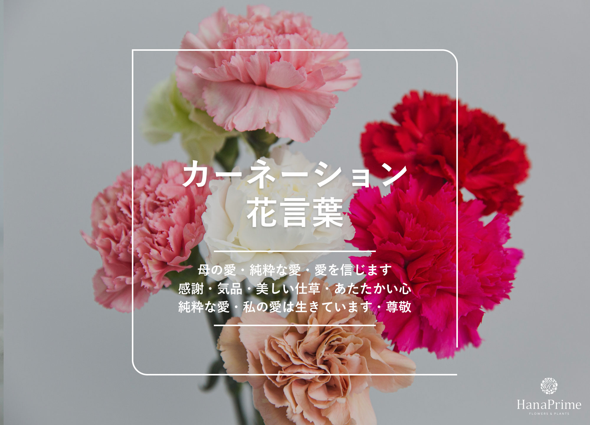 カーネーションの花言葉に怖い意味？色別・本数別の真相と贈り物マナー