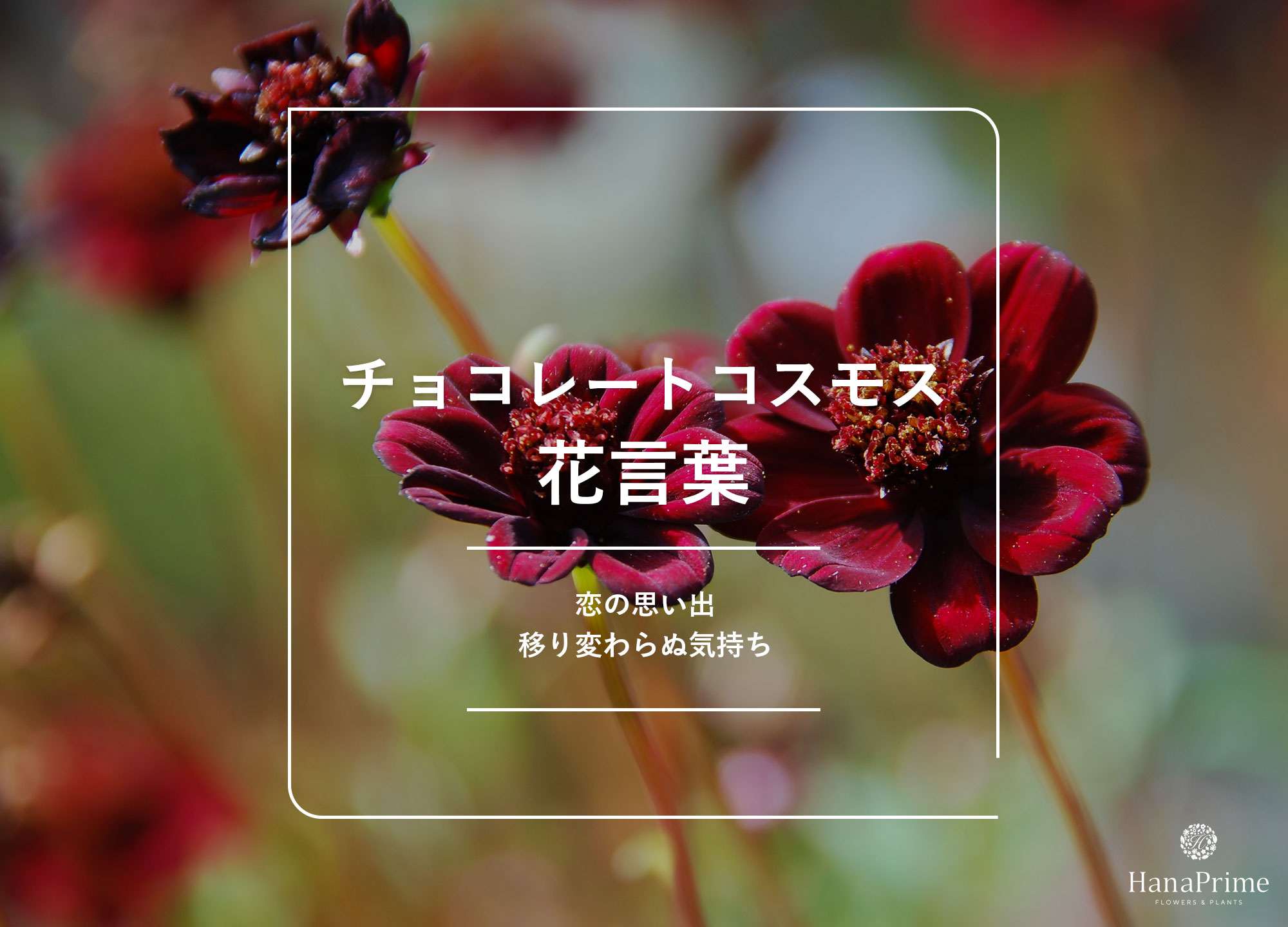 チョコレートコスモスの花言葉は怖い？恋の終わりと香りの真相を徹底解説