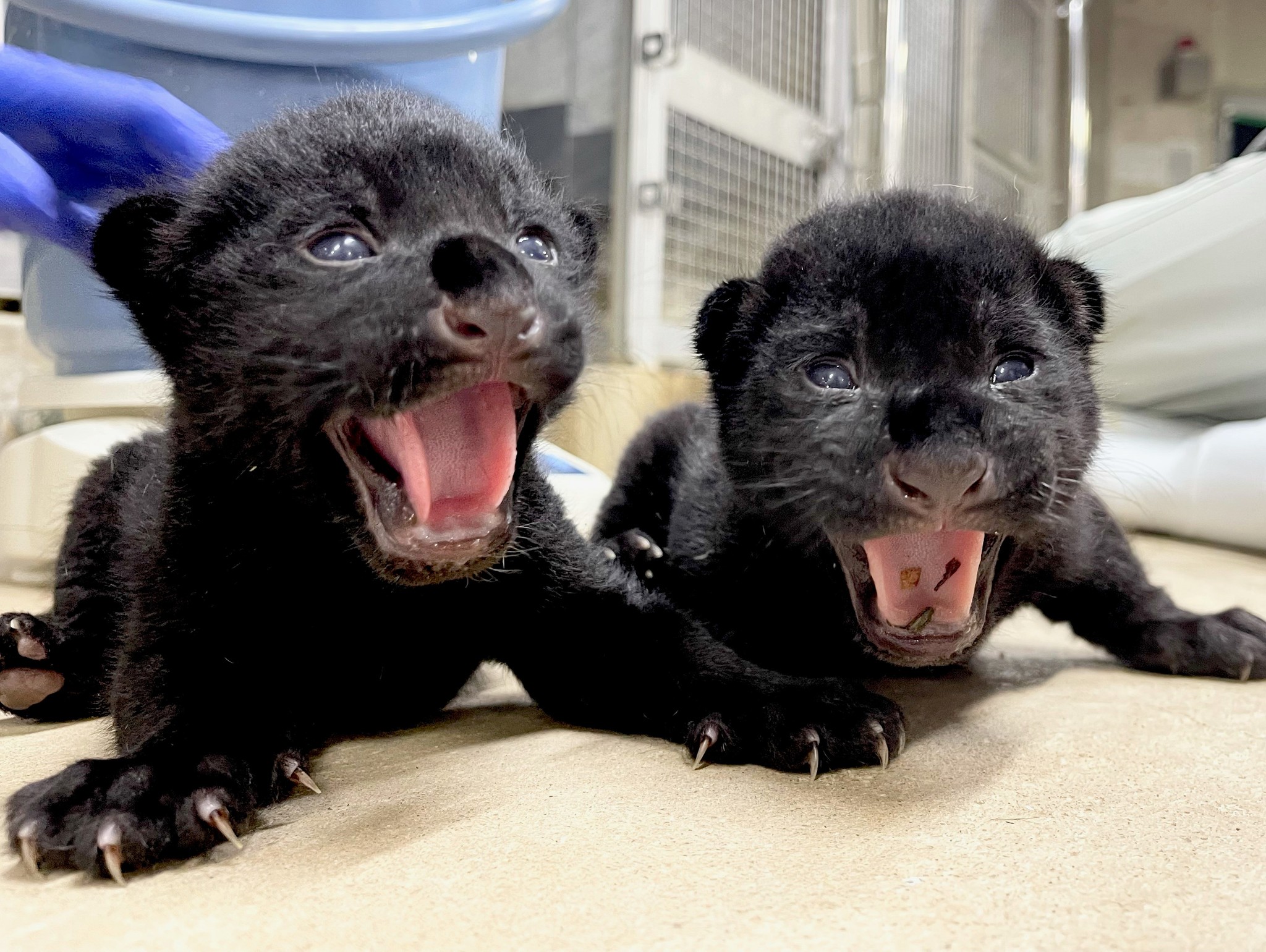 黒豹の赤ちゃんが可愛すぎると話題！黒い理由と日本で会える動物園