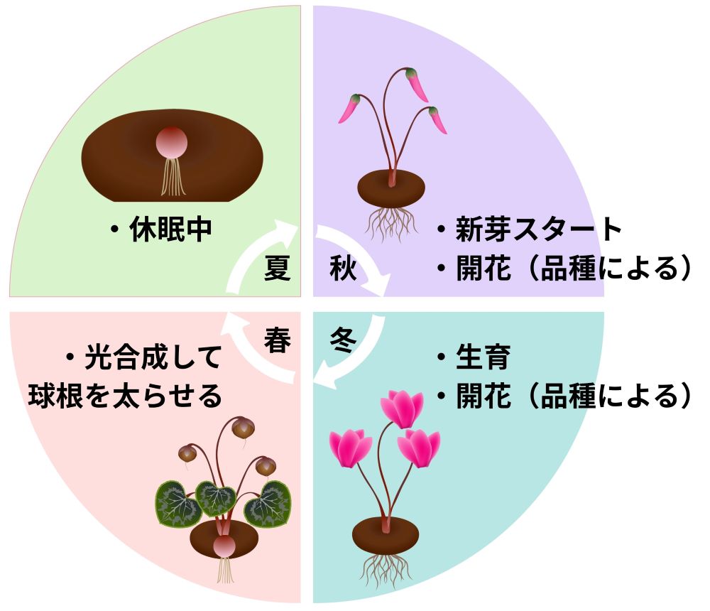 オムツのサイズアウトを見逃すな！漏れや赤みのサインと最新比較