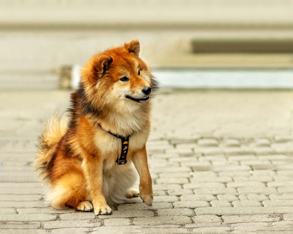 ポメ柴の成犬は思ってた姿と違う？体重・性格の激変と後悔しない全真相