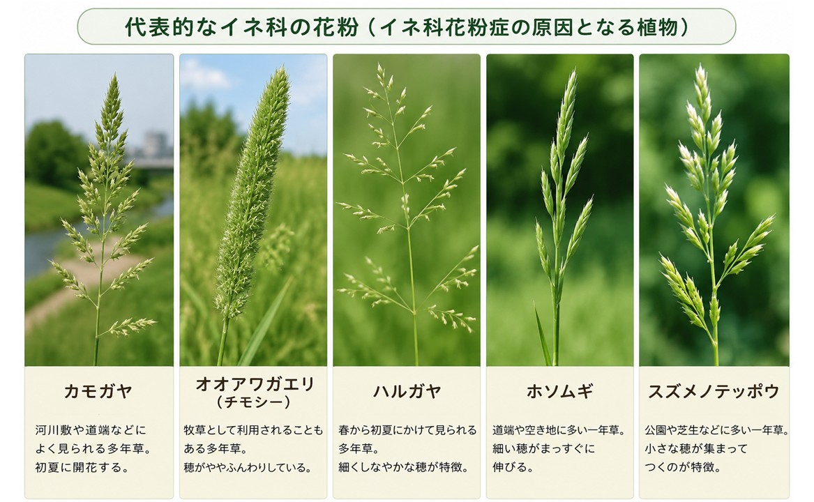 イネ科アレルギーの症状と時期｜カモガヤのピークや対策を徹底解説
