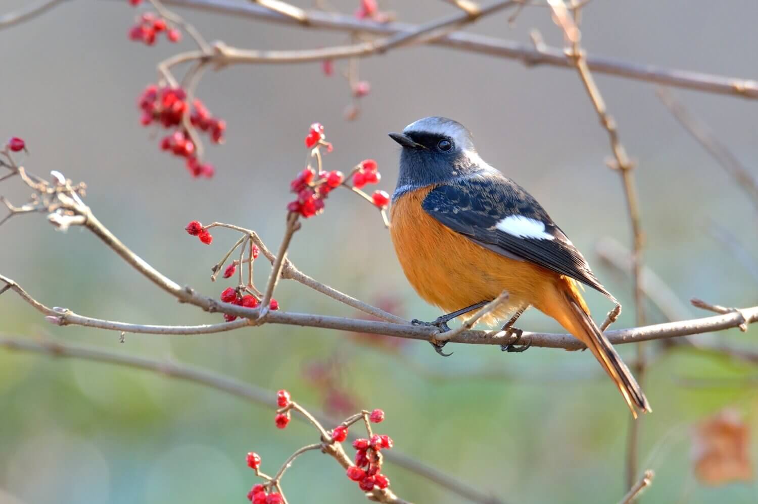 山に鳥と書く漢字の読みと山の野鳥図鑑！嶋と嶌の真実を徹底解剖