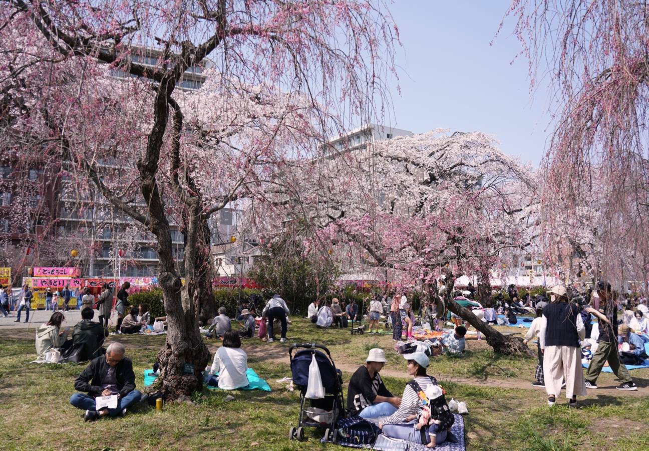 2026年春、仙台・榴岡公園へ。枝垂れ桜が紡ぐ歴史と、都市の隙間に広がる憩いの風景