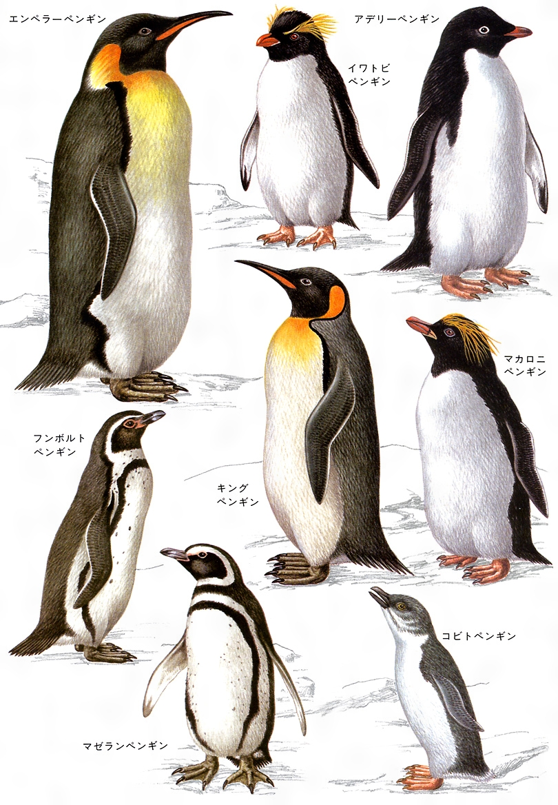 2026年、日本のコーヒー文化を変える「ペンギン コーヒー ロース タリー」狂騒曲：路地裏の小さな焙煎所が起こした静かな革命