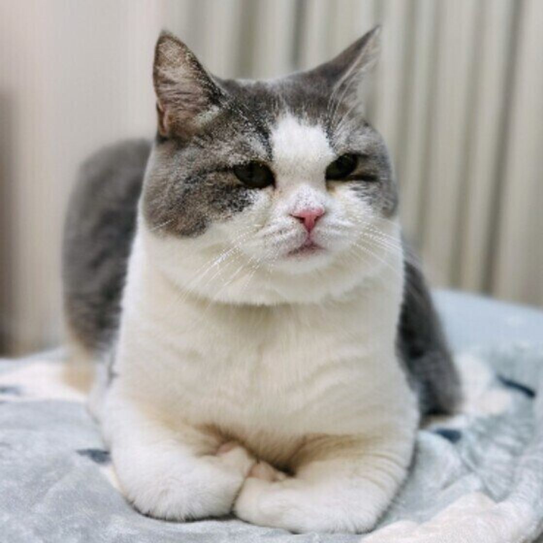 愛猫の耳が立つ理由は？感情サインとスコティッシュの謎を徹底解明