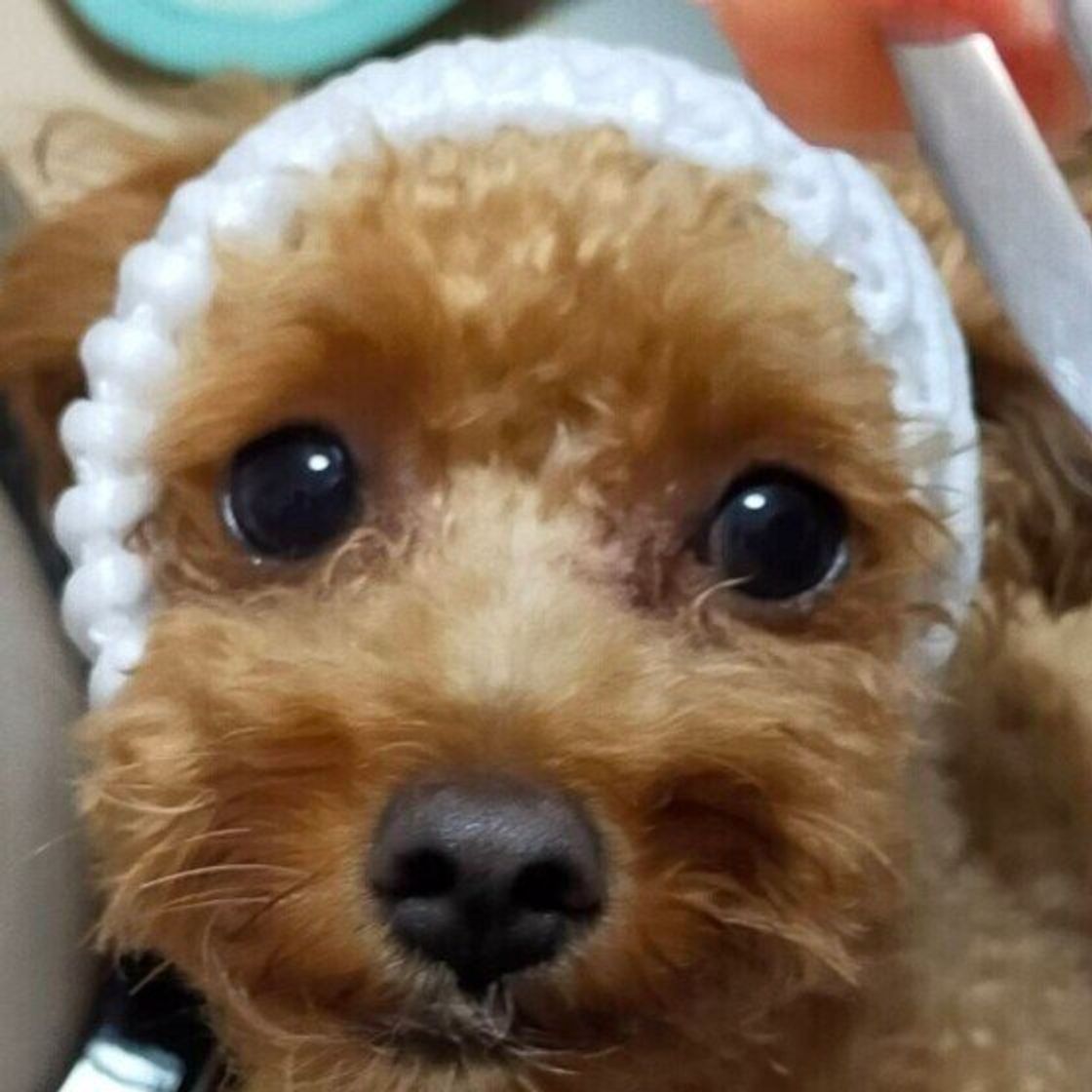 【2026年最新】犬に桃を与えても大丈夫？獣医師が警告する意外な中毒リスクと正しい与え方