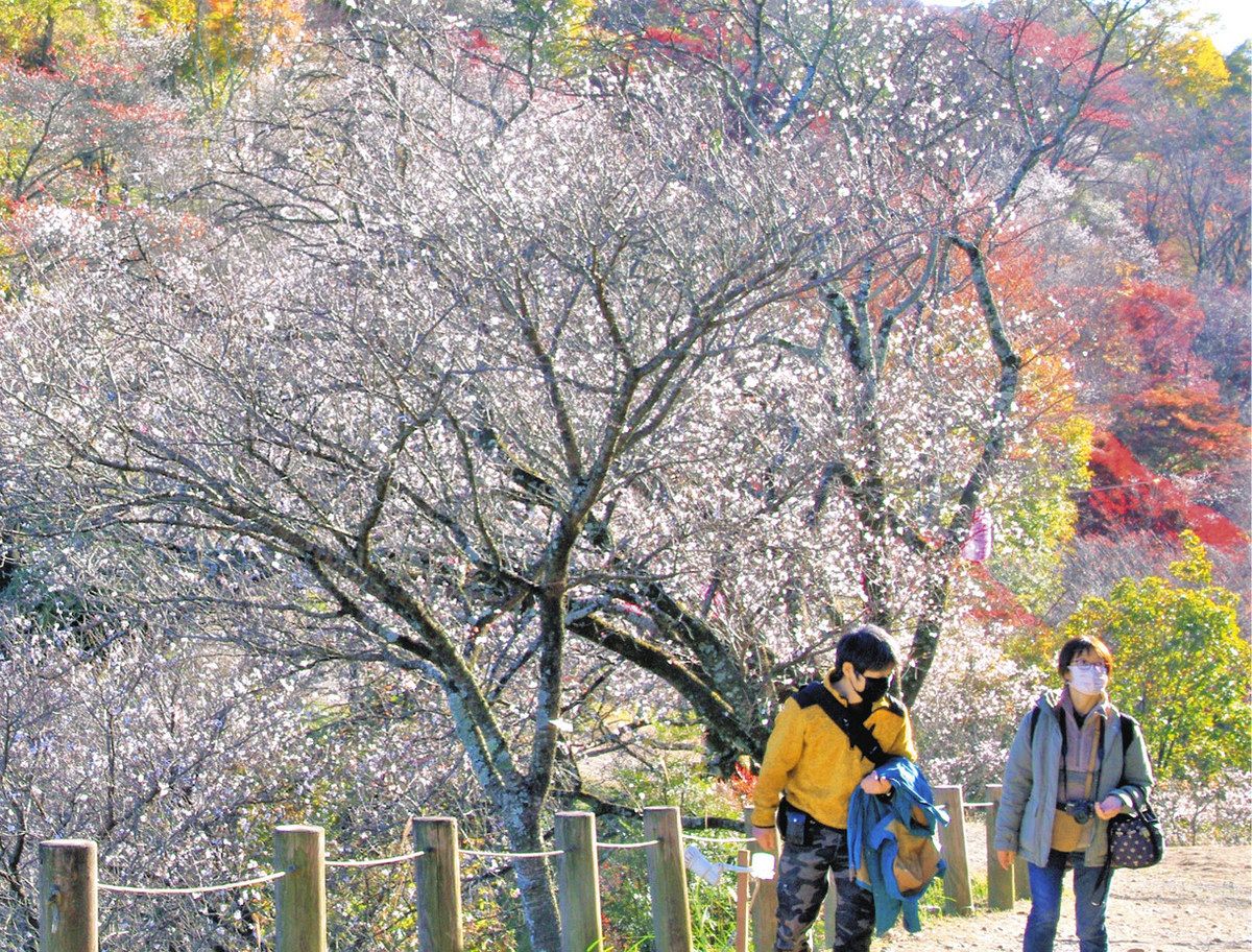 紅葉と冬桜が織りなす奇跡の二重奏！藤岡市桜山公園の見頃と穴場