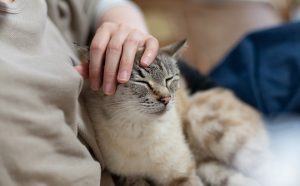【熱愛】 猫 に 好 かれる 人 最新出演情報まとめ #965