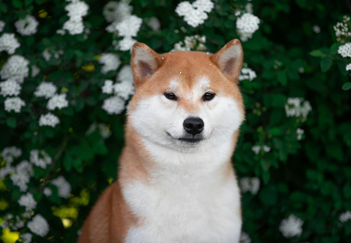 柴犬のきつね顔とたぬき顔の違いは？骨格や性格・見分け方の真相を徹底検証