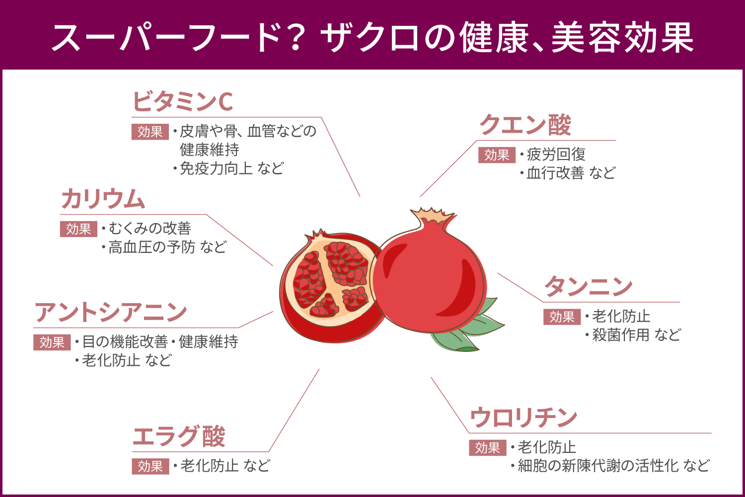 奇跡の果実か、それとも幻想か？2026年最新研究が解き明かす「ザクロ」驚異の科学的真相