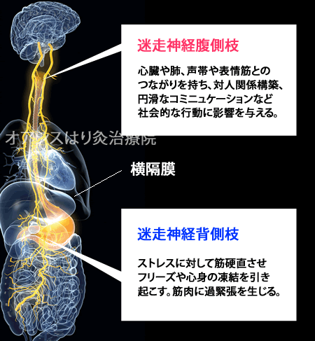 【動画まとめ】 迷走 神経 反射 腹痛 2026年最新プロフィール #672