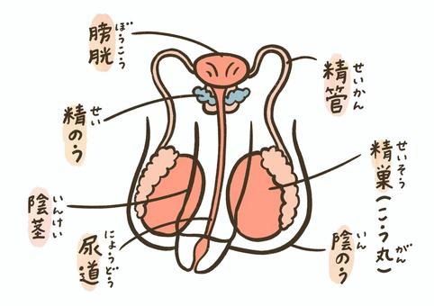 【画像あり】 生理 と は 男 に わかり やすく 話題のバズ動画・画像 #974