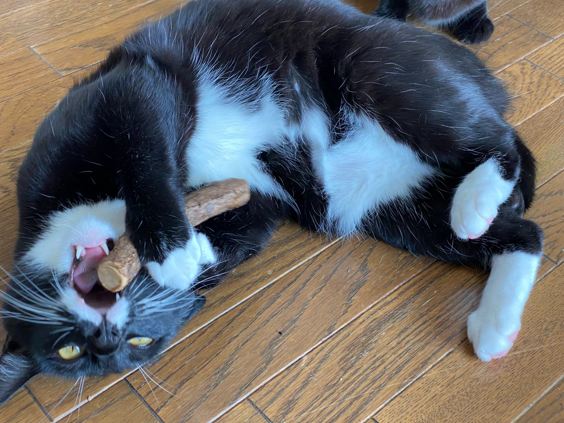 猫にまたたびで転がる真相とは？驚きの効果と危険性・正しい与え方