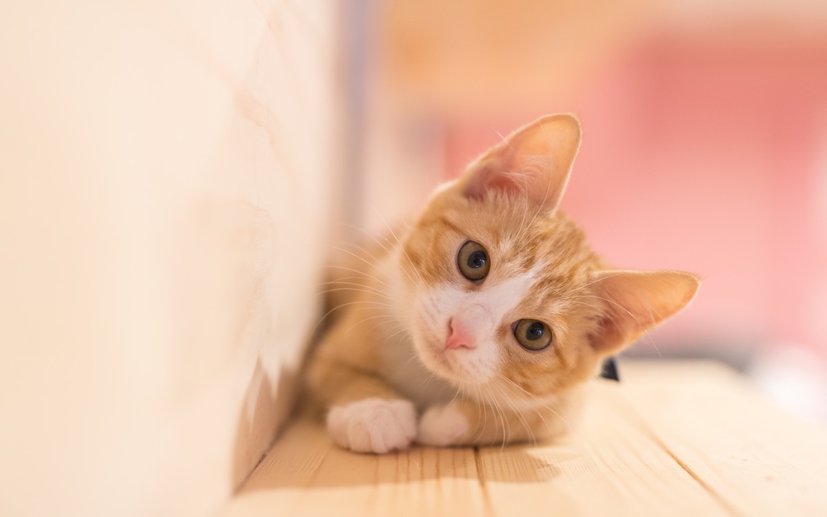 借りてきた猫の由来とは？急におとなしくなる心理とネズミ捕りの歴史