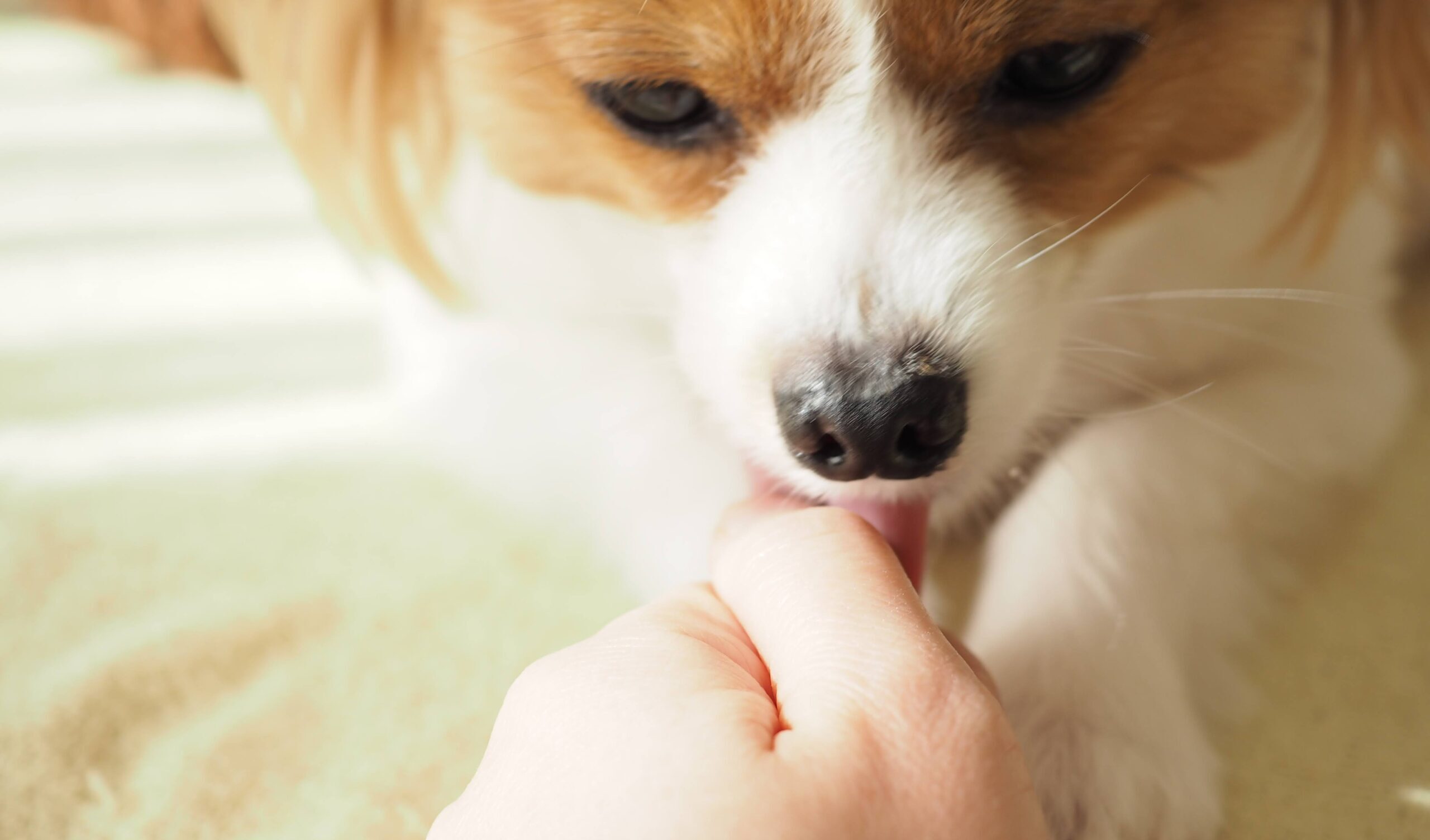 犬が舐めてくる理由を部位別に解明！愛情表現と危険なSosの真相