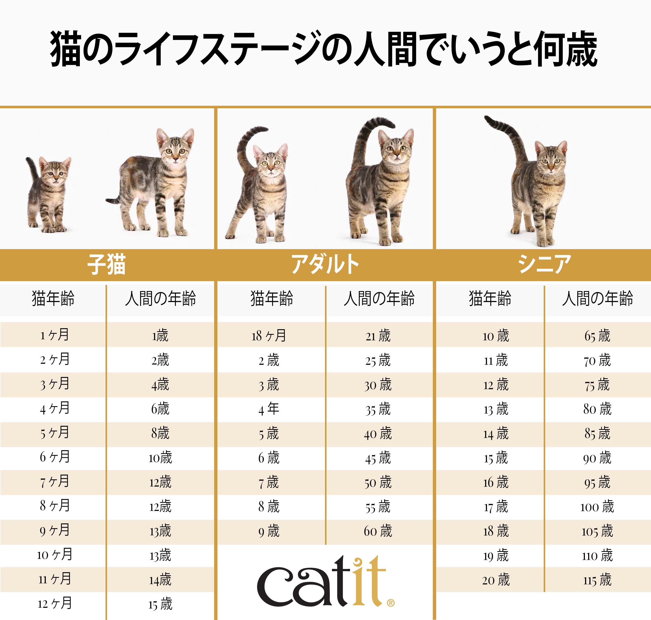 猫の1歳は人間で何歳？成長の真実とフード・健康管理の全知識
