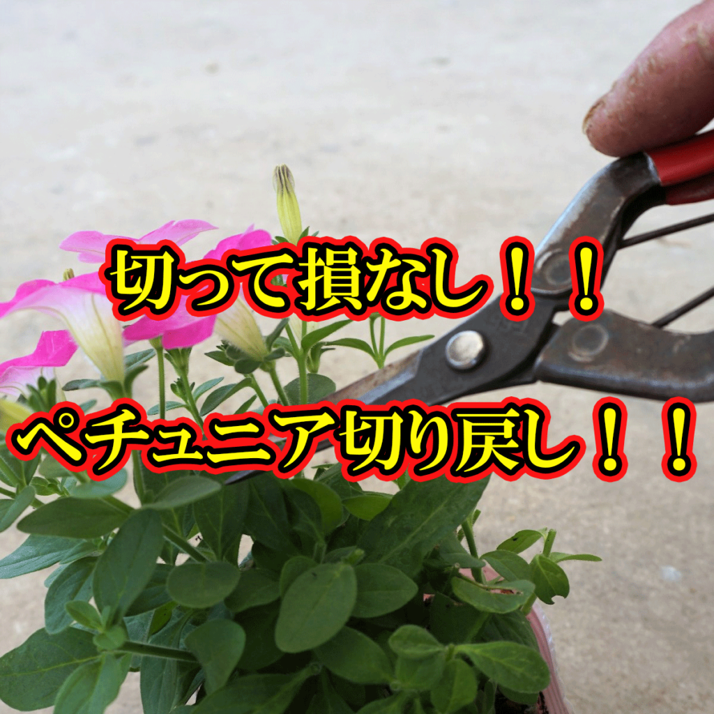 ペチュニア切り戻しで枯らす原因とは？梅雨前の切る位置と夏越しの極意