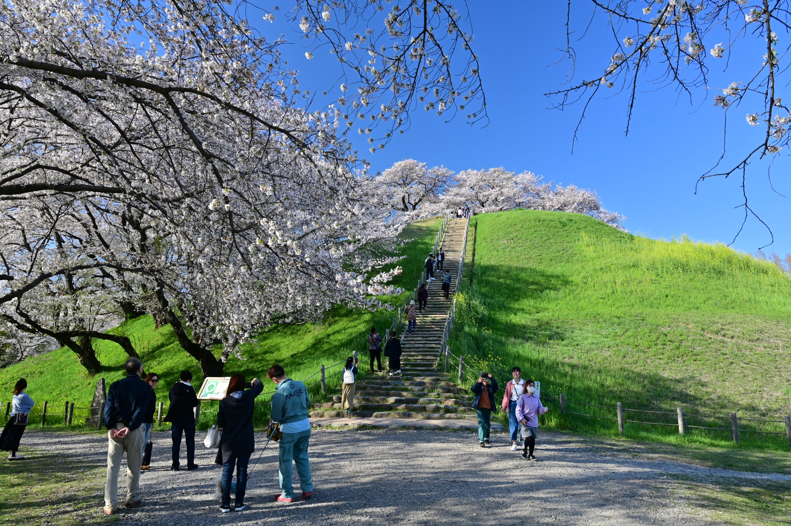 埼玉の地名発祥！さきたま古墳公園の見どころと2026年最新散策ガイド