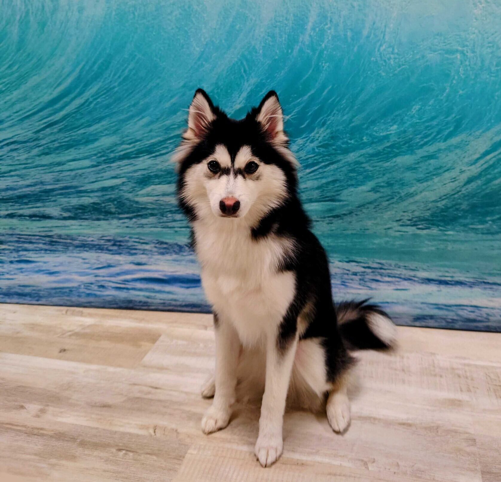 注目のハスキーミックス犬！最新性格傾向と失敗しない飼育法の極意