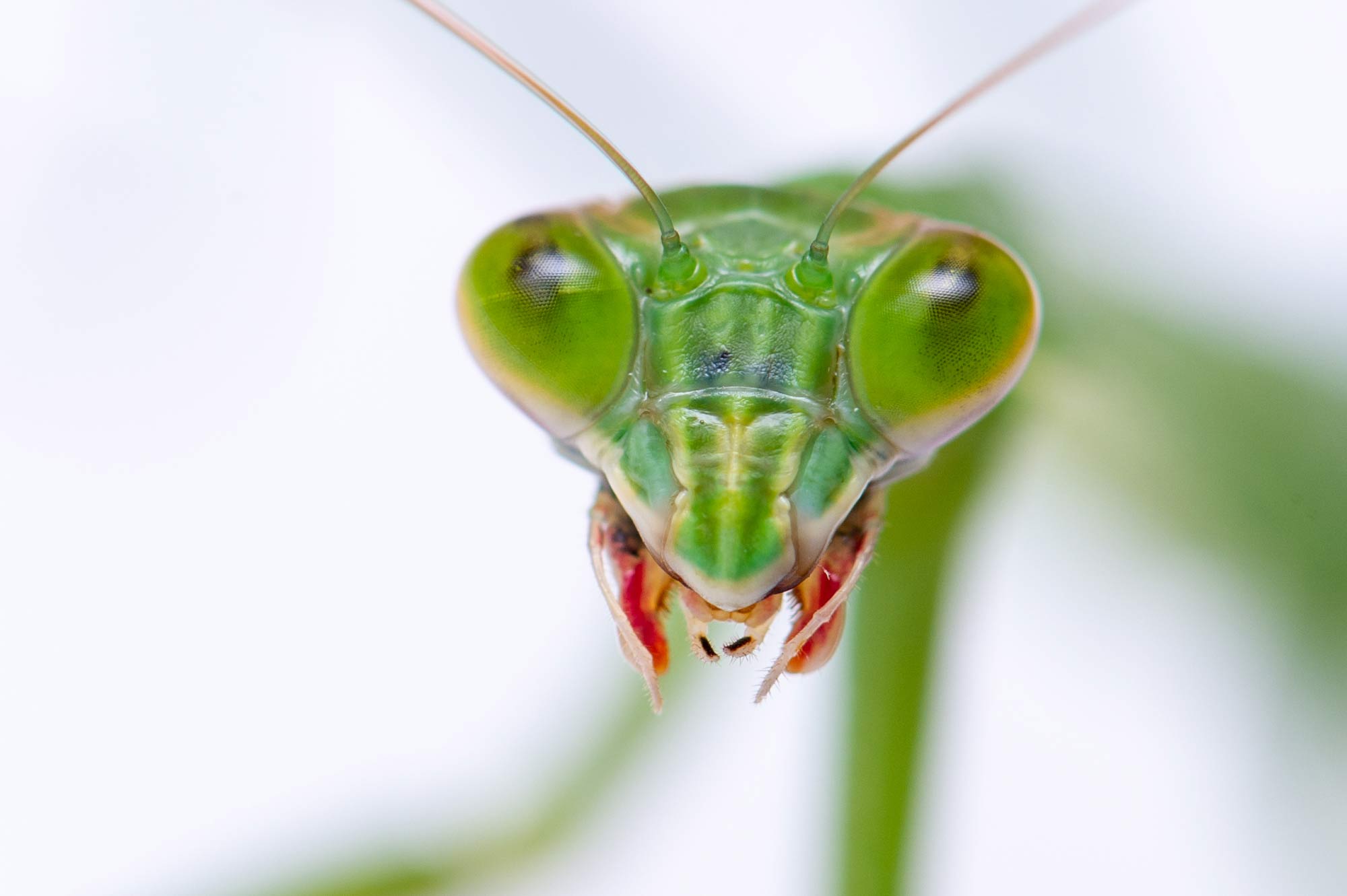 カマキリの目はなぜ見つめる？偽瞳孔の正体と夜に黒変する衝撃真相