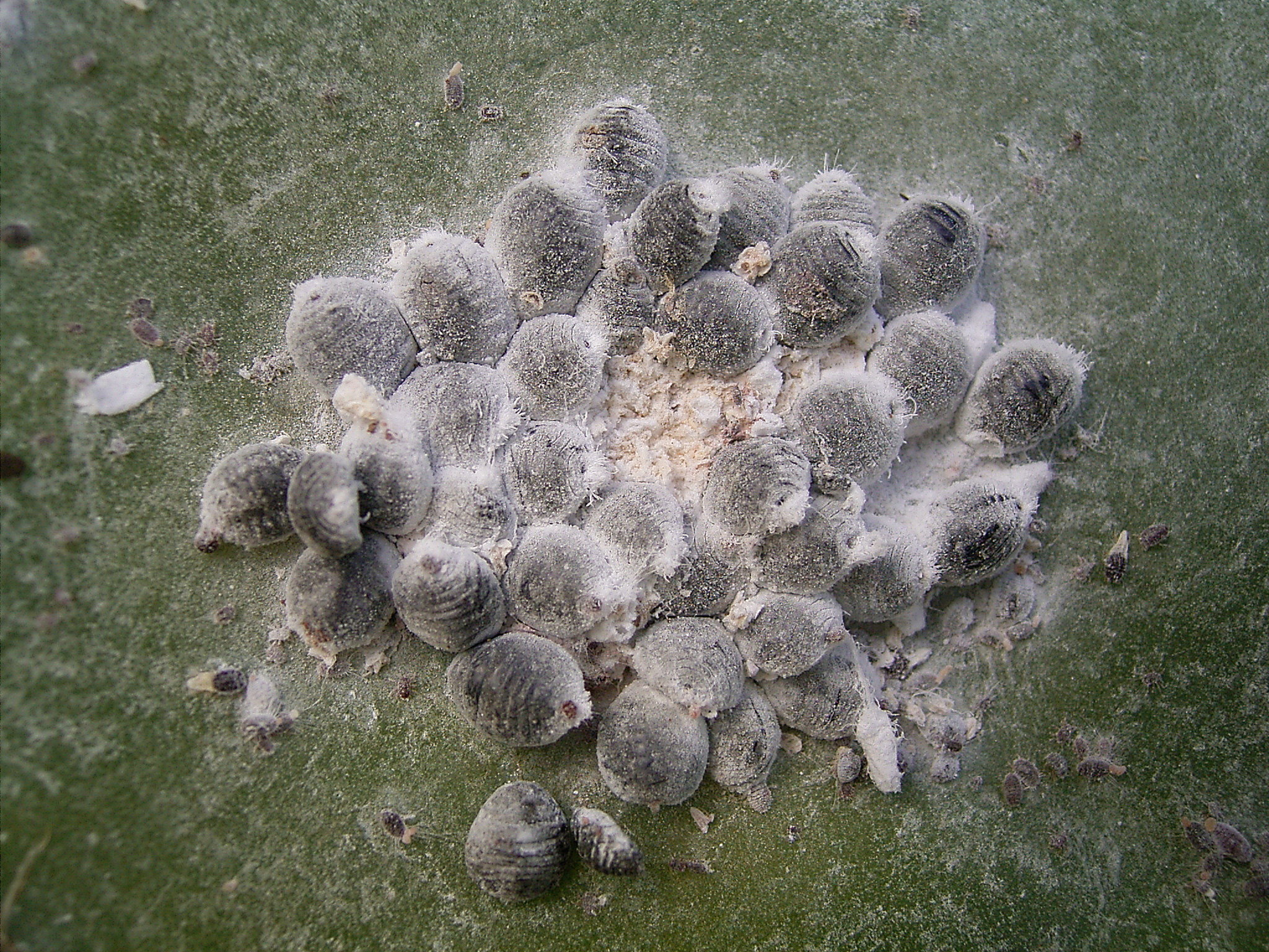 コチニール色素の正体は虫？危険性の真相と使われる理由を徹底解明