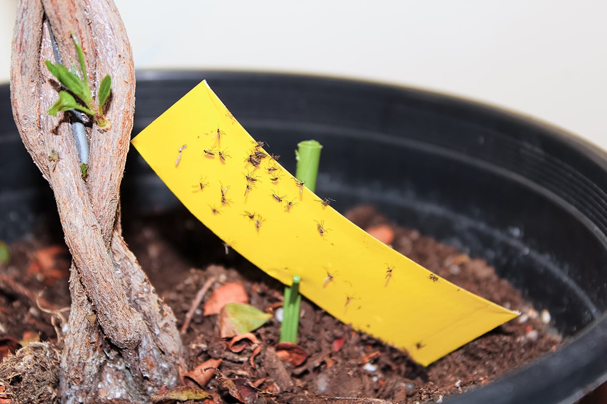 観葉植物のコバエを全滅！卵から根絶する最新駆除法と赤玉土の予防策