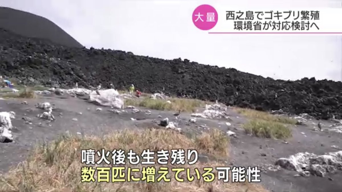 西之島にゴキブリ生息の真相｜噴火を生き延びたのか最新調査で迫る