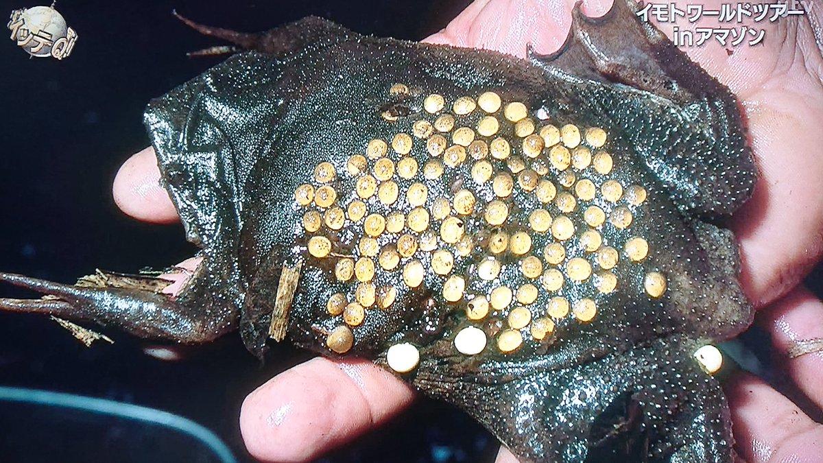 カエル背中に卵を背負う衝撃！皮膚で育つコモリガエルの進化と謎