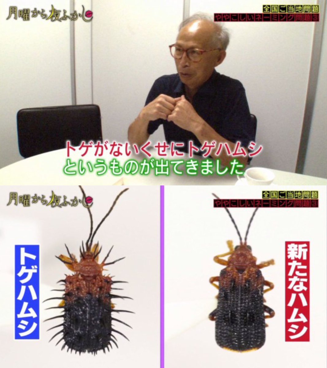 トゲアリトゲナシトゲトゲは実在？結局トゲはあるのか衝撃の命名真相