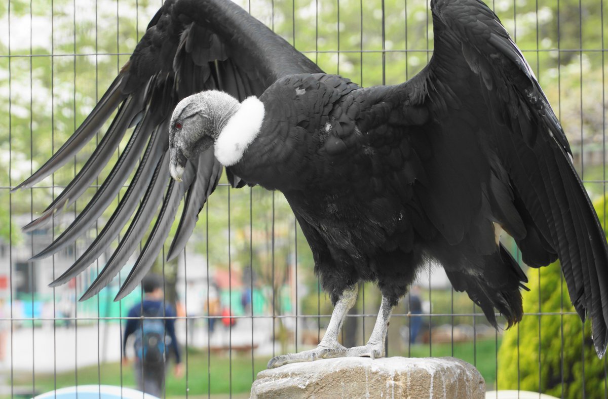 世界最大の鳥はダチョウだけじゃない！現生・絶滅巨鳥の驚愕真実と徹底比較