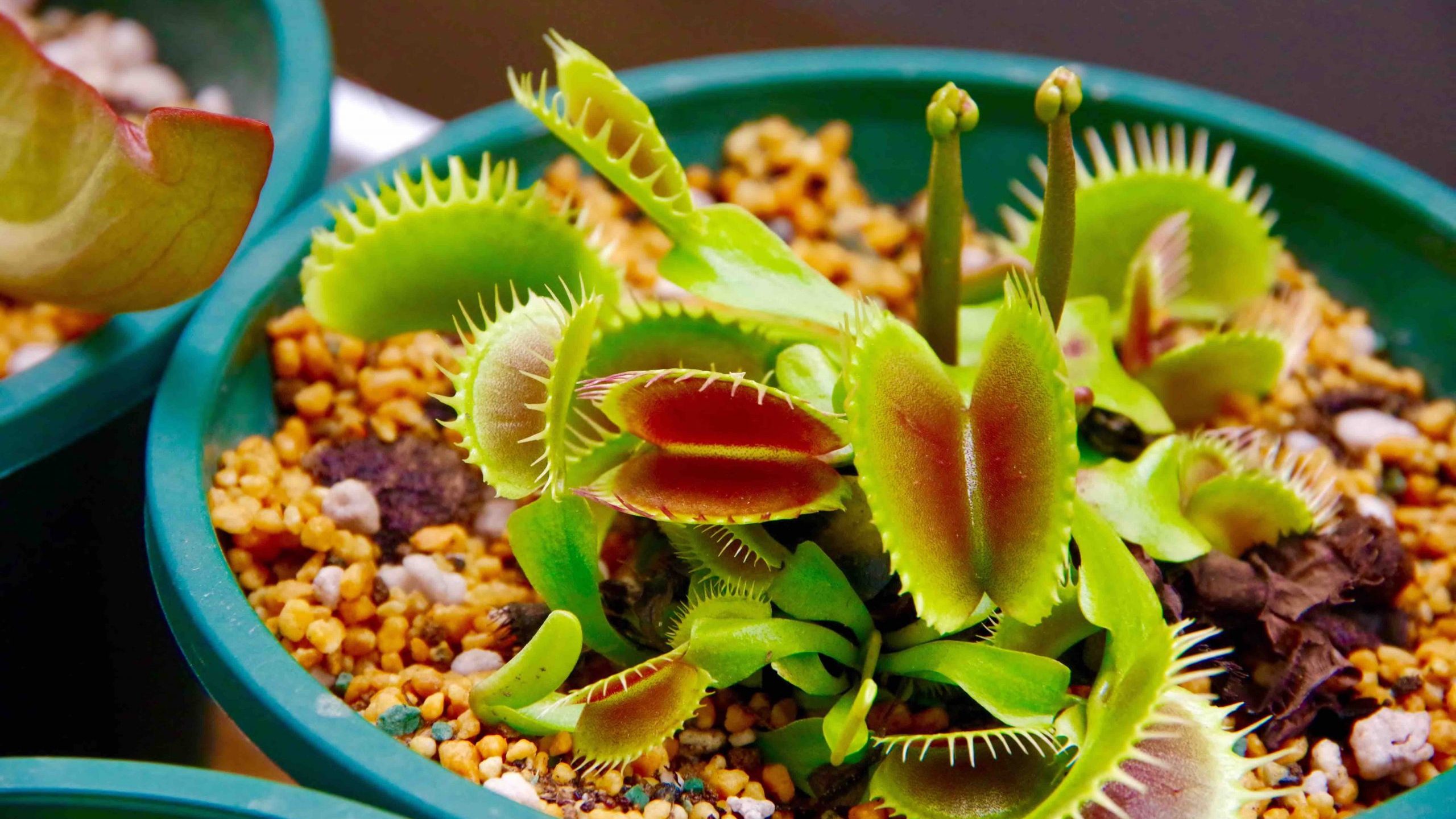食虫植物が虫を食べる真相とは？2026年版の育て方と人気種類を徹底解説