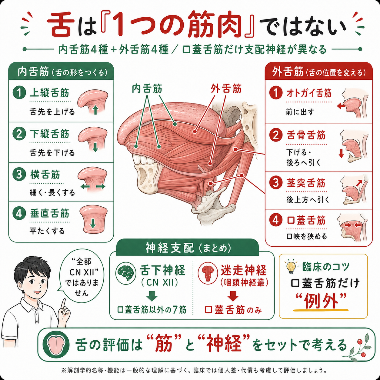 舌の神経支配を完全攻略！味覚・知覚・運動の違いと記憶術