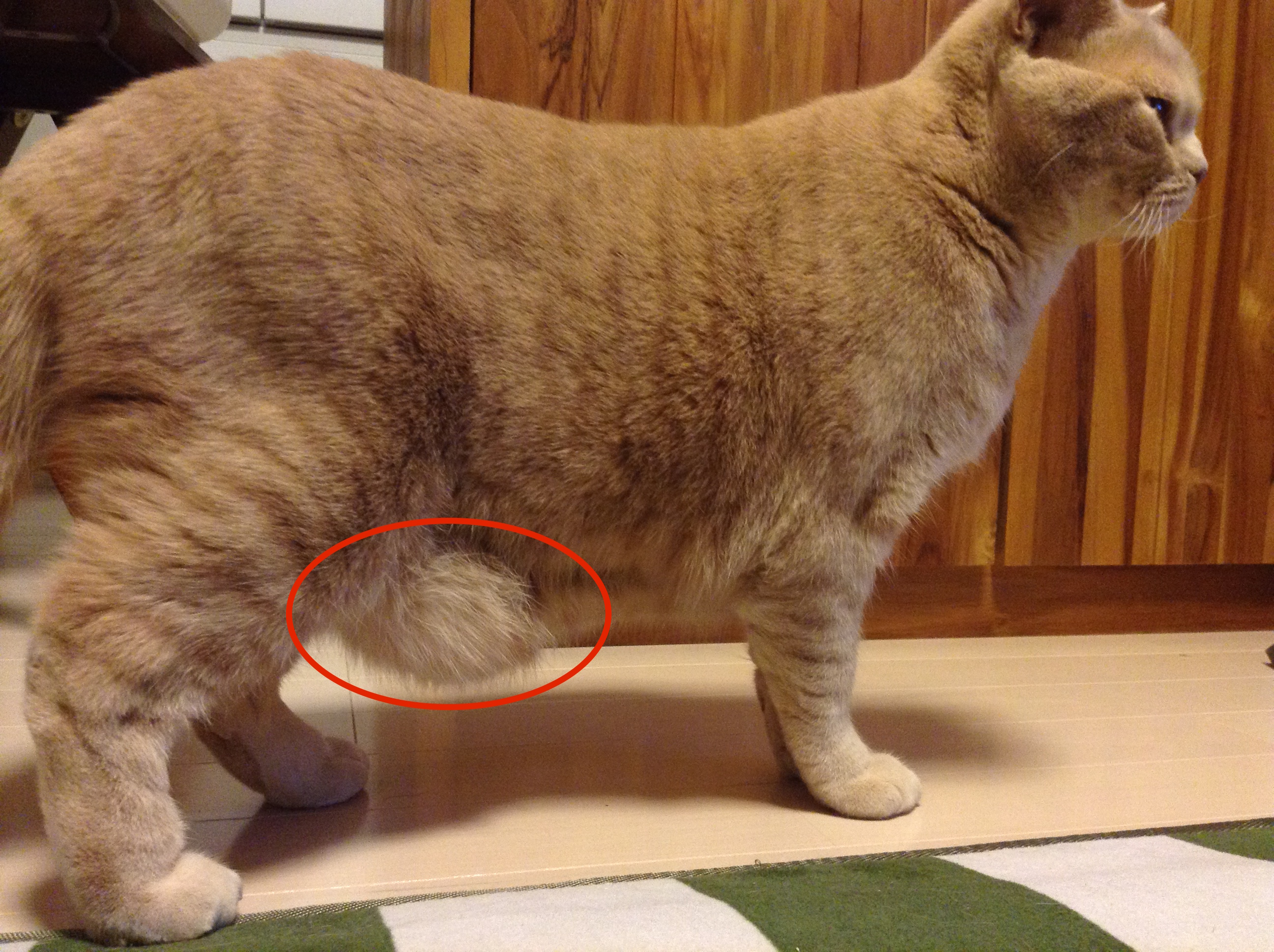 猫のお腹のたるみは病気？タプタプの正体「ルーズスキン」と危険な兆候
