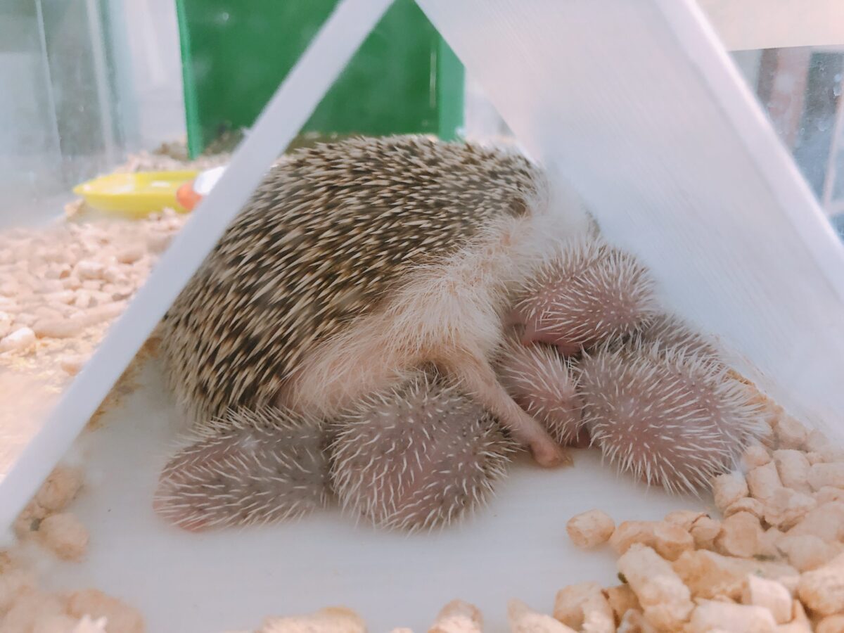 手のひらの天使！ハリネズミの赤ちゃんのお世話と懐かせる秘訣