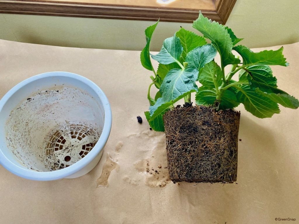 アジサイの植え替え時期総力解説！翌年咲かない失敗を防ぐプロの技