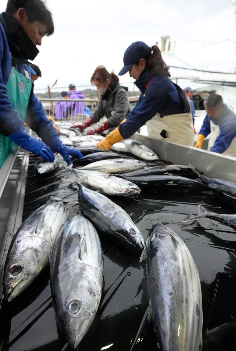 勝浦の水揚げ情報2026最新！カツオ・生マグロの競り値と旬を徹底解剖