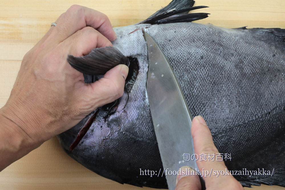 幻の高級魚を極上に！プロ直伝・石鯛の捌き方と刃を傷めない裏技