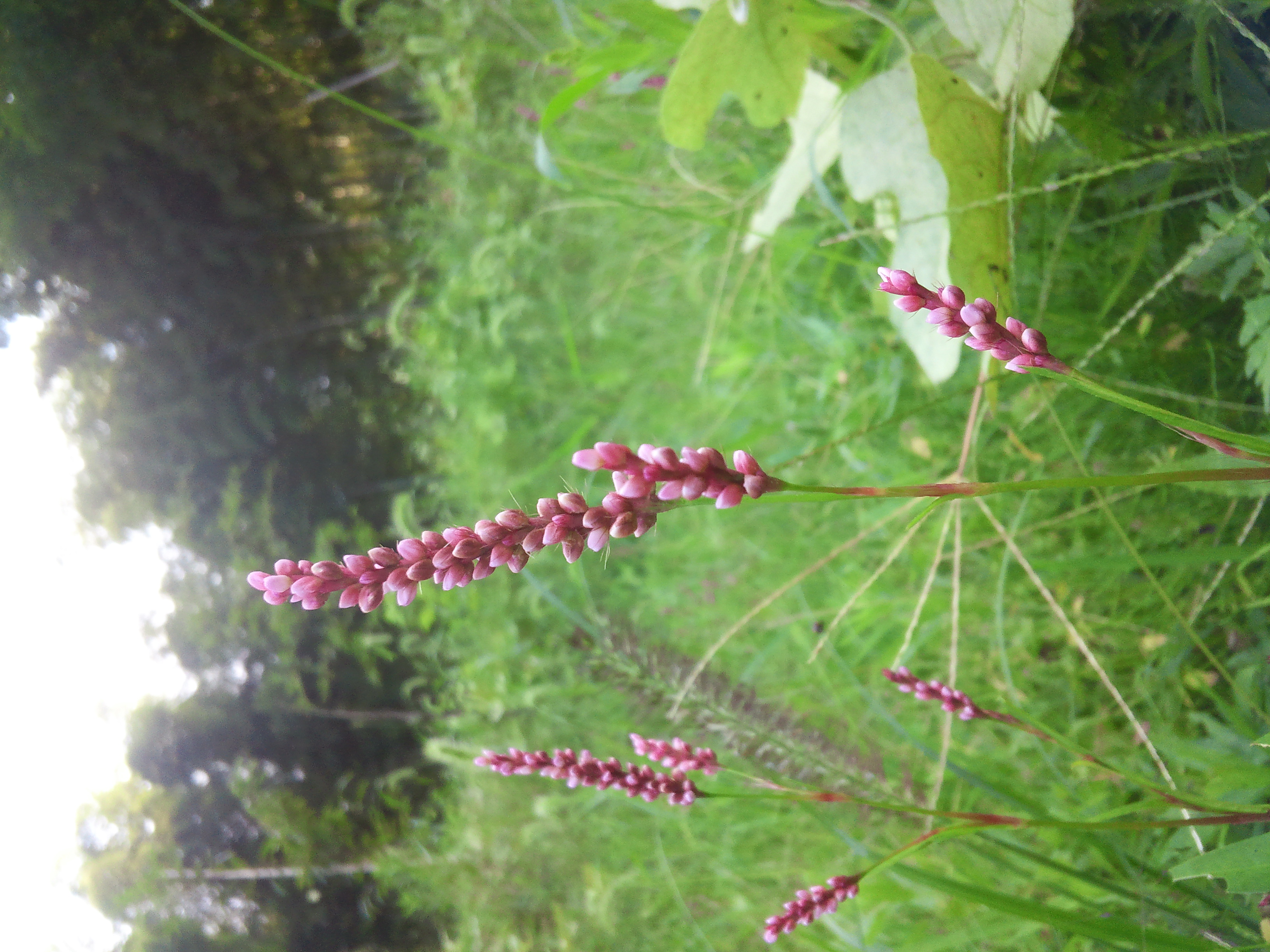 道端の野の花図鑑2026｜身近な種類と花言葉・毒草の見分け方