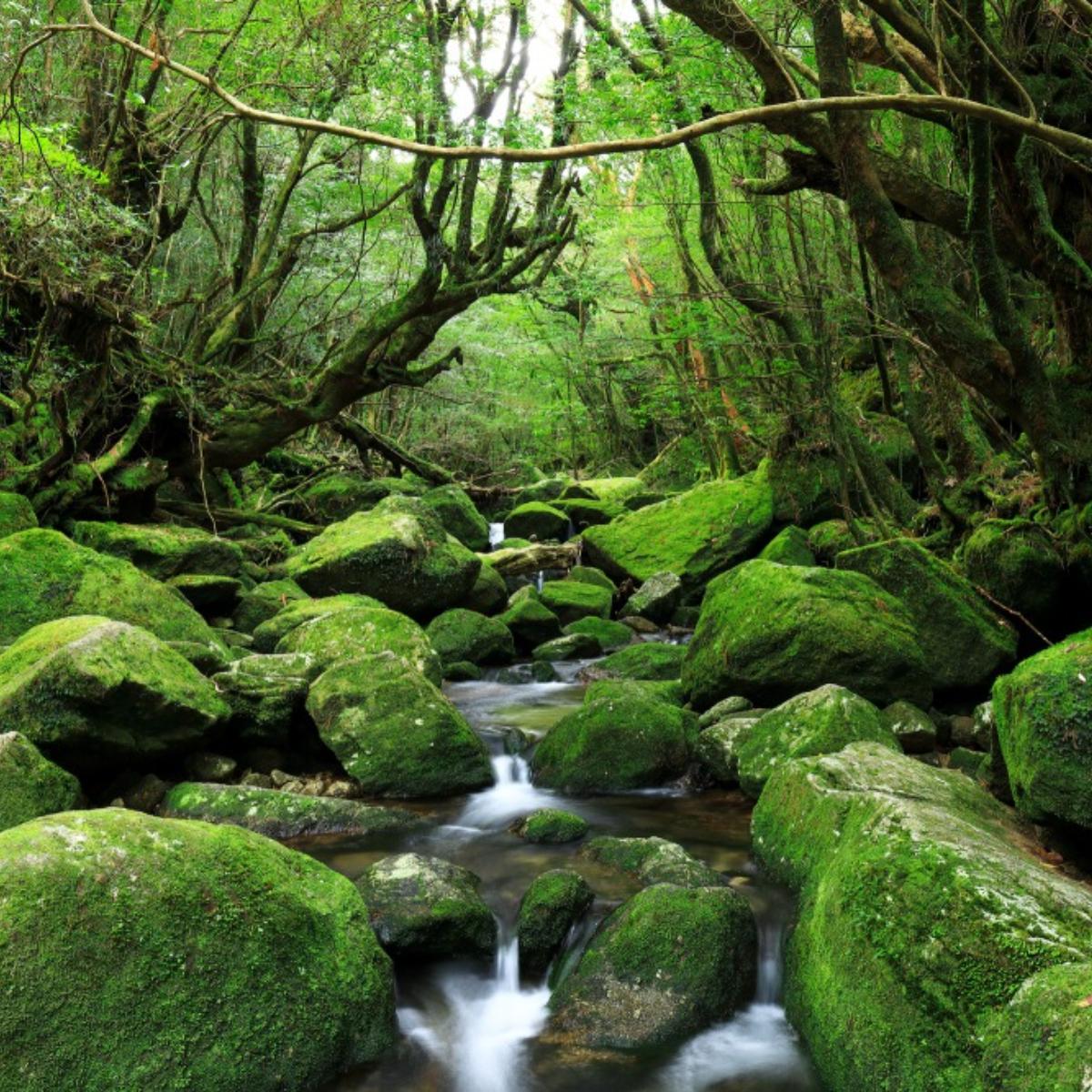 もののけ姫の舞台はどこ？屋久島・白神山地など聖地の真相を徹底解剖
