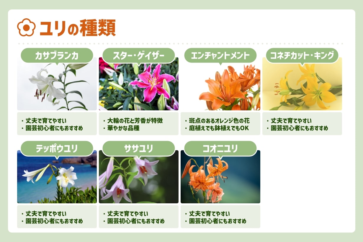 百合の花言葉に隠された怖い意味とは？色・品種別の真実と贈答マナー