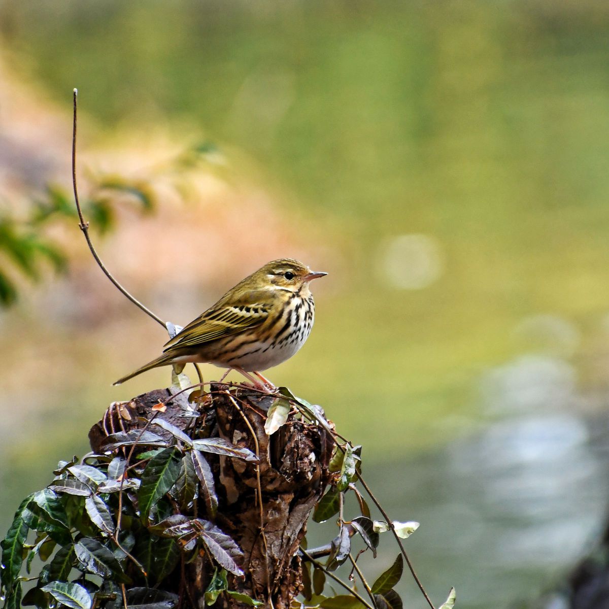 草冠に鳥の漢字「蔦」の読み方と意味｜由来・画数・変換法を徹底解説