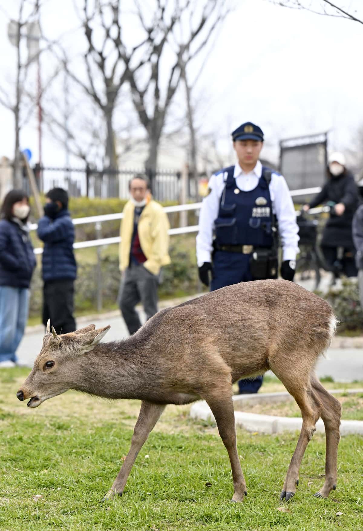 奈良公園の鹿が大阪に出没？噂の真相と生駒越えの謎を徹底検証